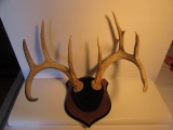 8 Point Deer Antler Mount