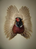 Mounted Pheasant--16