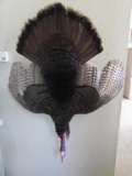 Turkey Gobbler Wall Mount--46