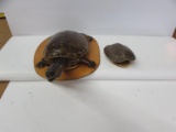 Full Turtle Mount & Turtle Shell