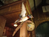 Wood Duck Mount