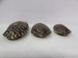 (3) Turtle Shells