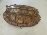 Alligator Snapping Turtle Shell--24