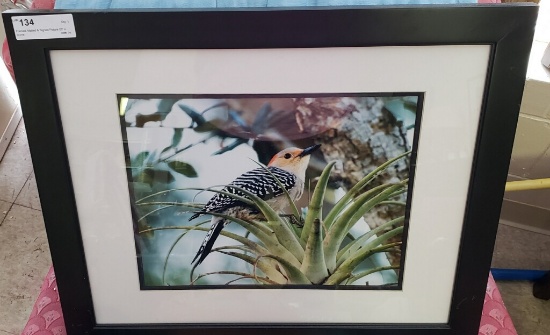 Framed, Matted & Signed Picture 23" x 19"