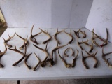 Assorted Deer Antlers