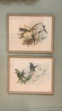 (2) Framed Gould Bird Prints—17” x 21” Framed