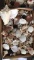 Box of Assorted Sea Shells including Conch Shells