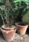 (2) Large Round Teracotta Planters (One w/