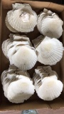 Box of Baking Shells