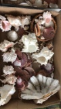 Box of Assorted Sea Shells including Bear Claw