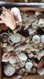 Box of Assorted Sea Shells including Conch Shell