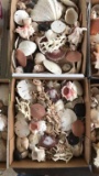 (2) Boxes of Sea Shells