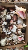 Box of Sea Shells including Conch Shell, Sand