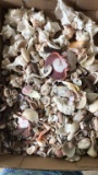 Box of Sea Shells