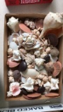 Box of Sea Shells including Conch Shell and Sea