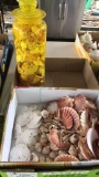 Box of Sea Shells and Jar of Sea Shells