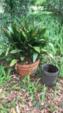 Large Ceramic Planter with plant, stoneware planter