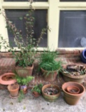 Assorted Terra-Cotta Planters and Plants