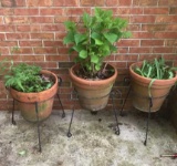 (3) Terra Cotta Planters with Plants and Iron