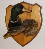Mounted Duck Heads