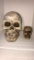 (2) Halloween Skull Figures