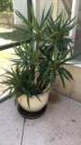 Yuca Plant in Ceramic Planter