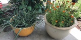 Concrete 19” Planter with Marigolds and Metal