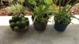 Cactus Plant in Terra Cotta Pot and (2) Aloe Vera