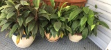 or(3) Large plants and ceramic flowerpots