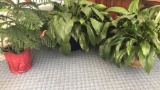 (3) Large plants in to ceramic planters and one