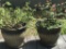 (2) Ceramic Planters W/ Plants--