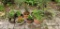 (9) Potted Plants