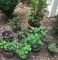 (8) Potted Plants