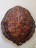 Turtle Shell 21
