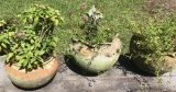(3) Ceramic Planter W/ Plants--