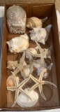 Assorted Sea Shells and Star Fish