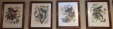 Set of (4) Framed Vintage Bird Prints by Arthur