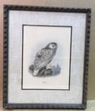 Antique Original Color Lithograph--Snowy Owl--