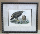 Antique Original Color Lithograph--Steppe Eagle--