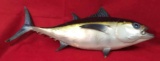 Taxidermy Tuna with Wall Mount - 28” Long