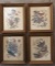 (4) Framed Arthur Singer Bird Prints--12 1/4