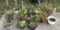 Assorted Plastic Hanging Baskets