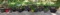 Assorted Flower Pots