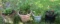 (4) Planters with Plants