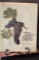 The Great Wine Grapes by Bern C. Ramey Limited