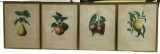 (4) Framed & Matted French Fruit Prints--11 1/2