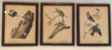(3) Framed John J. Audubon Prints--9 1/2