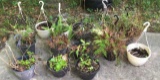 Assorted Plastic Hanging Baskets