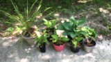 Assorted Flower Pots and Plants