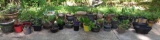 Assorted Flower Pots